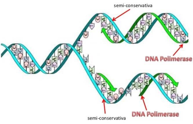 2.4. Complexos de enzimas Vírus são estruturas muito simples, que irão utilizar organelas e componentes da célula no seu processo de replicação.