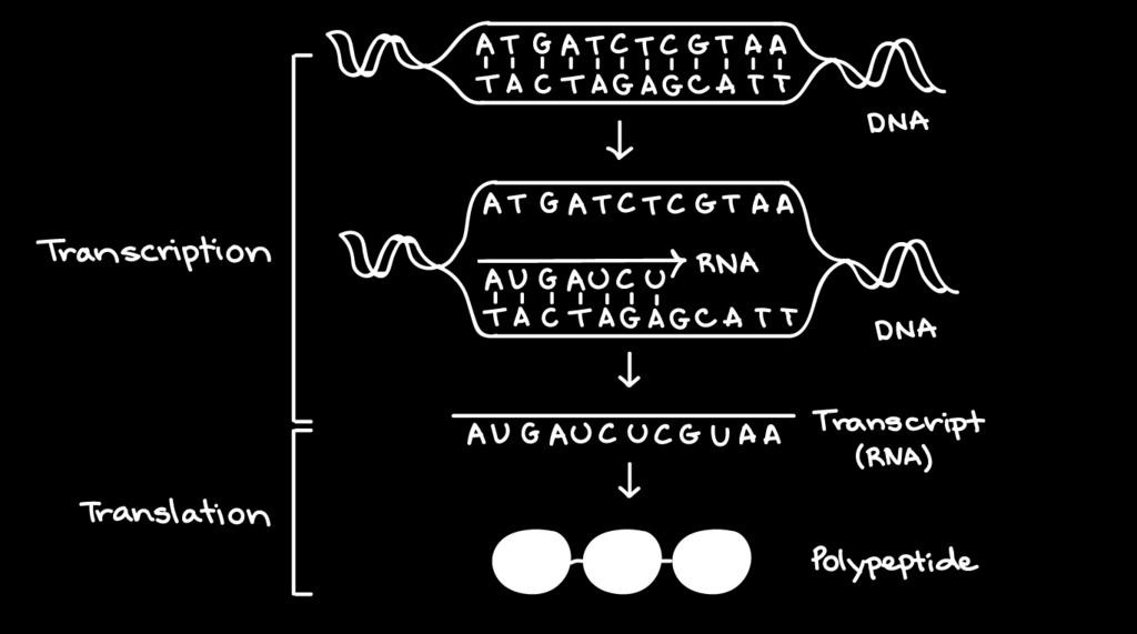 Na transcrição, uma região de DNA se abre.