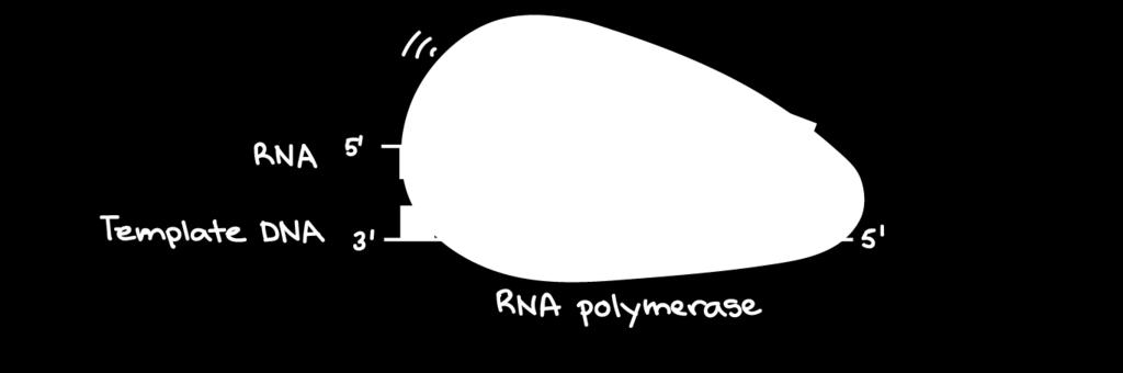 A RNA polimerase sintetiza uma sequência de RNA complementar à fita de DNA molde.