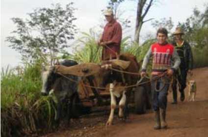 Populações descendentes de imigrantes europeus, concentradas, que praticam exploração agrícola perene de