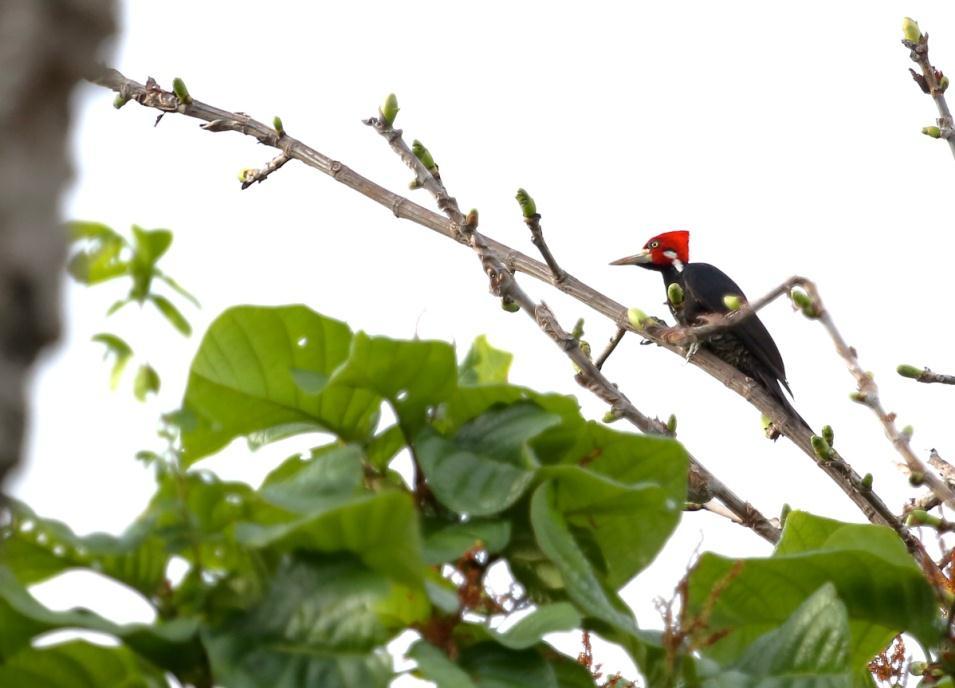 Levantamento de Aves O Estado do Maranhão apresenta até o momento 636 espécies de aves registradas, o que corresponde a 40% do total de espécies de aves para o Brasil (Oren 1991).