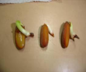 Desenvolvimento da gêmula, formação das folhas permanentes, raiz e caule.