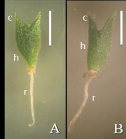 68 Figura 13. Plântula de Lepismium cruciforme com desenvolvimento em ágar. A.