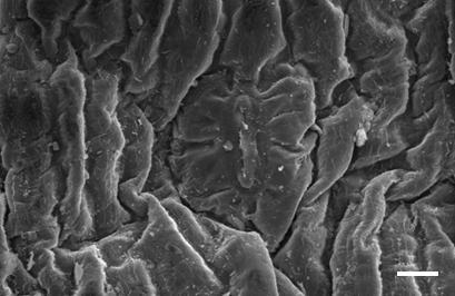 78 Figura 22. Vista frontal da epiderme do hipocótilo da plântula de Lepismium cruciforme com 60 dias de desenvolvimento em ágar, em Microscópico Eletrônico de Varredura.