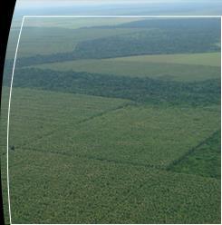 30 Figura 1. Vista aérea da área de cultivo de teca.