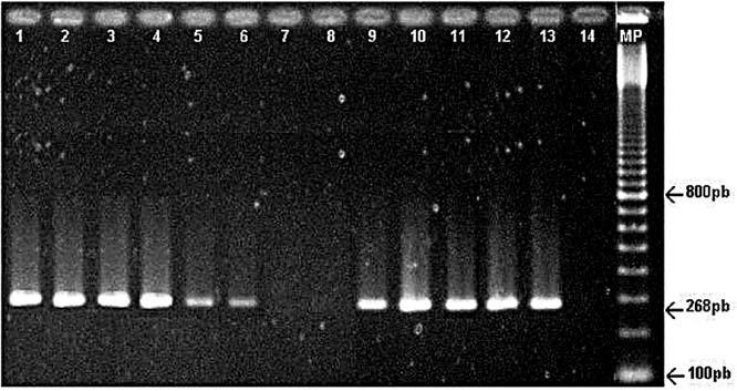 rimento baseou-se no procedimento de termociclagem sugerido por Simonato et al. (10).