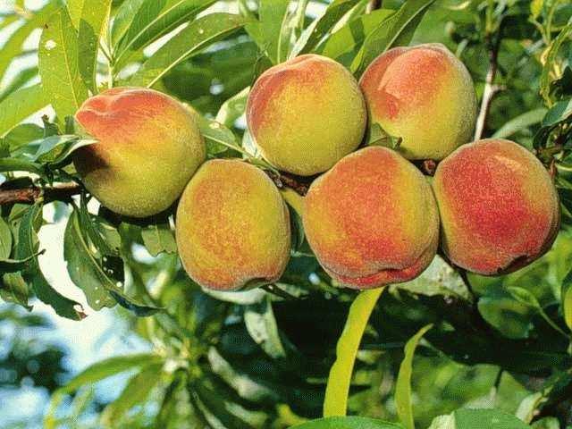 Nós vamos pulverizar com essa calda as plantas localizadas nas 3 fileiras da borda do pomar e 25 plantas a cada 100 plantas localizadas no interior pomar de pêssego, pulverizando em forma de