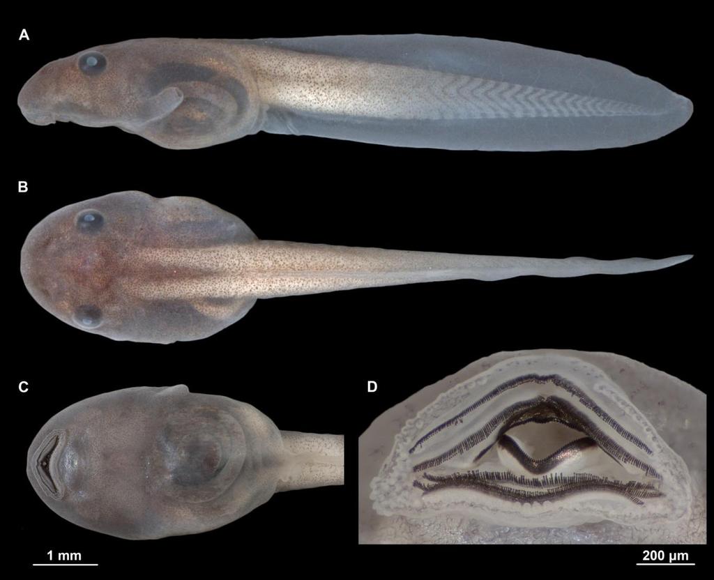 FIGURE 7. Tadpole of Scinax arduous: A) Lateral view stage XX (RU XX); B) Dorsal view stage XX (RU XX); C) Ventral view stage XX (RU XX); and D) detail of mouth at stage XX (RU XX).