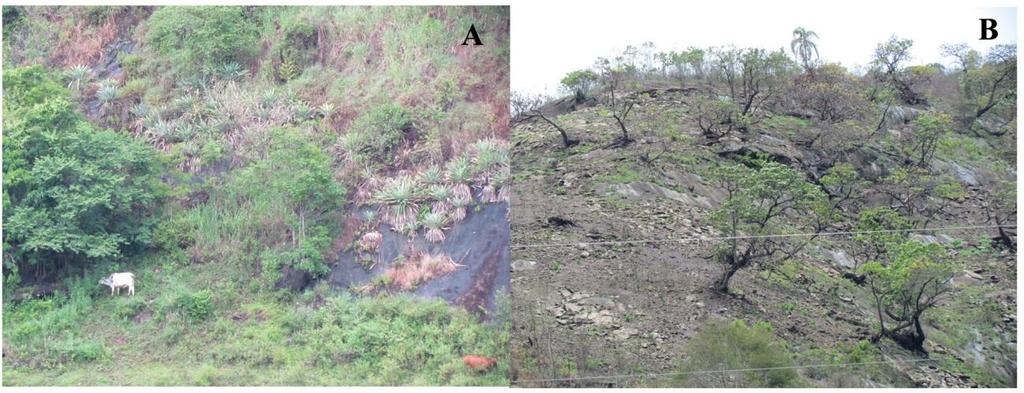 (2008) observado, após incêndios em áreas de restinga, significativa redução populacional em Phyllodytes luteolus e Scinax cf. alter, respectivamente.