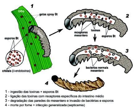 Bactérias