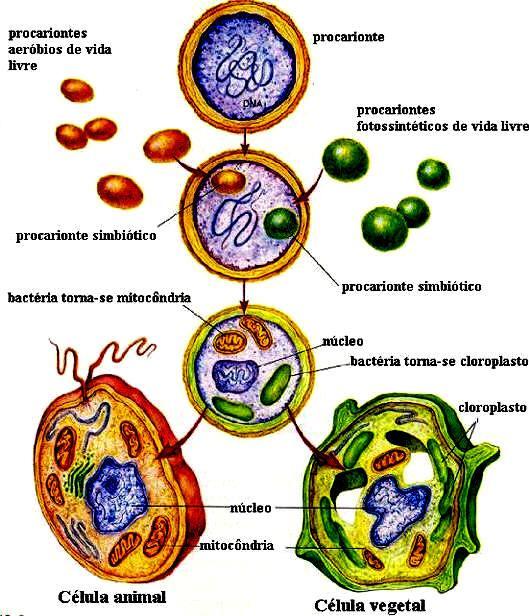 4- As células hóspedes vieram assim a constituir os organelos da célula eucariótica.