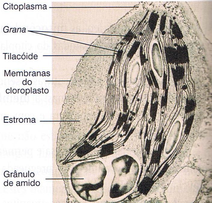 existem no citoplasma de eucariontes; 7 - Verifica-se ainda hoje que bactérias e alguns