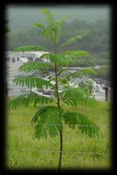 Araucária (2002); Campanha Plante