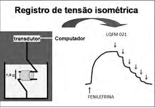 36 Figura 2. Esquema ilustrativo das preparações isoladas e do registro da tensão isométrica, contração com fenilefrina e relaxamento com concentrações crescestes e cumulativas do composto LQFM 021.