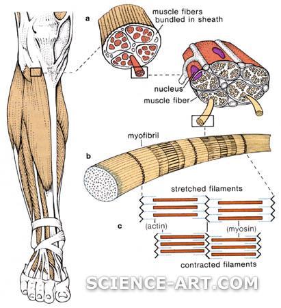 MÚSCULO ESTRIADO ESQUELÉTICO Feixe de fibras musculares Principal componente muscular do corpo Uma