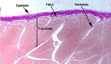 Cada fascículo é envolvido por perimísio, um tecido conjuntivo frouxo.