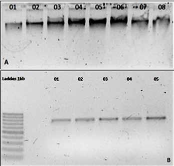 Genotipagem de polimorfismos no gene prnp em ovinos da raça Santa Inês no Estado de São Paulo 223 Análise Genética e categorização Os resultados foram analisados e tabulados, e os animais