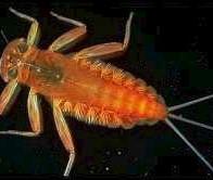 Os insectos: oceano terra água doce Cutícula impermeável torna-os animais terrestres por excelência Mas muitos
