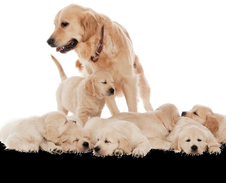 Saúde bacia e o fêmur, bastante comum em raças de grande porte e outras más-formações ósseas em graus avançados podem afetar radicalmente a qualidade de vida dos futuros cachorrinhos.