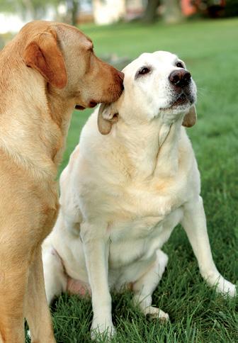 Deve-se iniciar o acompanhamento no sexto dia de cio e, a partir daí, seguir as orientações do veterinário sobre quando