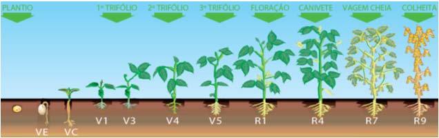 Fases fenológicas da soja: