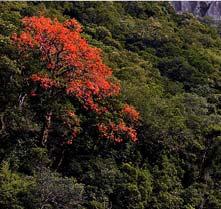 Erythrina falcata   5