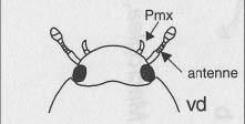 Metacoxal apophisis of Noteridae (after Figura 8.