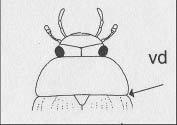 Metacoxal apophisis of Dytiscidae (after Figura 9.