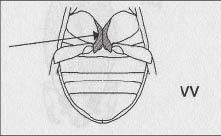 Dorsal view of head and pronotum of Hydrochidae (after Tachet 2002) Figura 13.