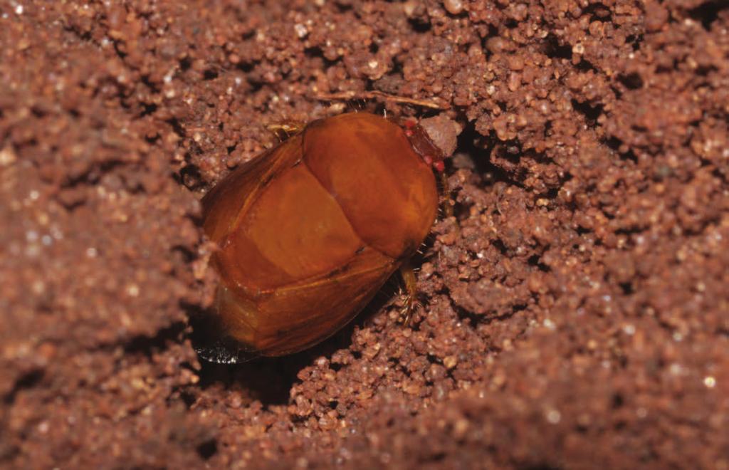 102 Soja: manejo integrado de insetos e outros artrópodes-praga A.A. dos Santos Figura 6. Adulto de percevejo-castanho-da-raiz.