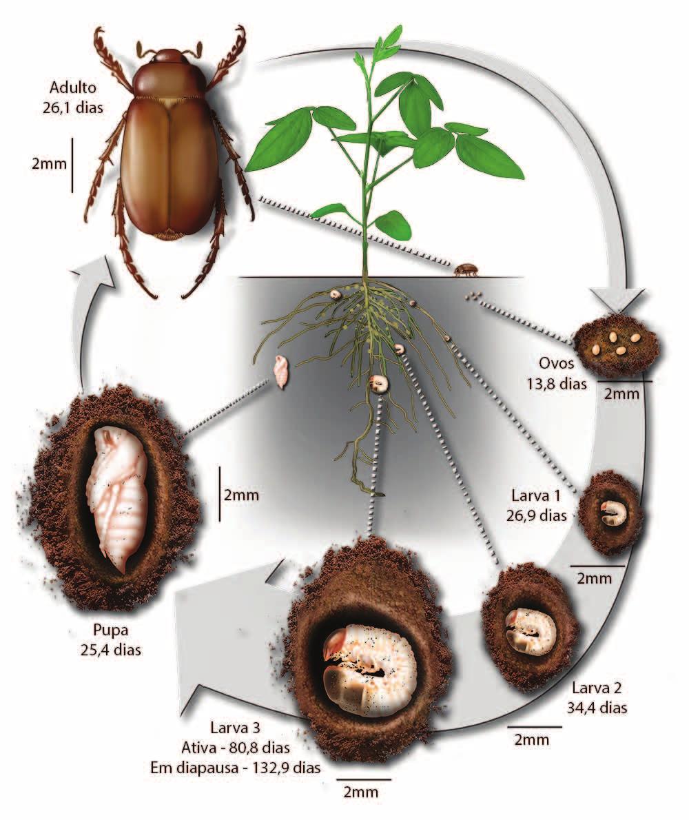 Insetos que atacam raízes e nódulos da soja 83 Aspectos bioecológicos A duração das diferentes fases do ciclo biológico de P.