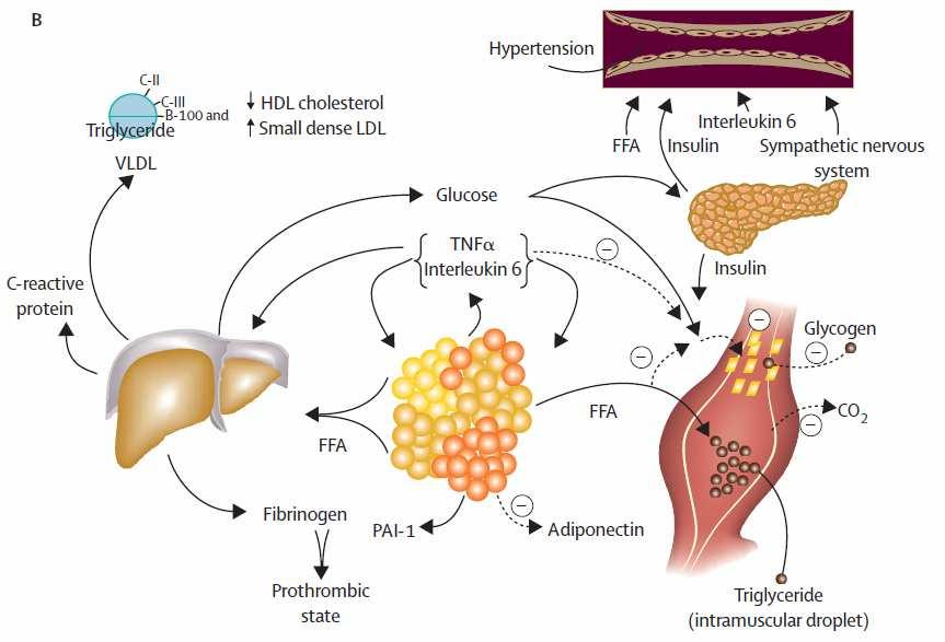 9 de triglicerídeos. O aumento na glicose circulante e, em certa medida, o aumento de AGL, estimulam a secreção pancreática insulina, resultando em hiperinsulinemia.