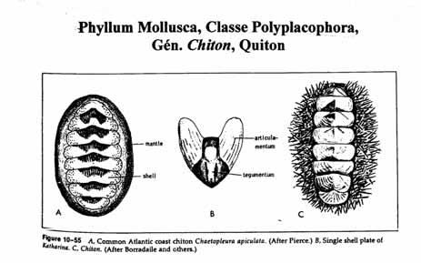 Classe Polyplacophora - Corpo elíptico - Concha com 8 placas articuladas dorsais circundadas por cintura