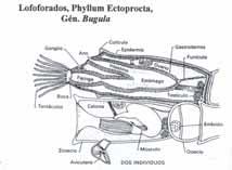 Phyllum Ectoprocta - Animais coloniais, microscópicos, aquáticos (maioria marinhos e sésseis) - Zoécia (invólucro protector) segregada pela