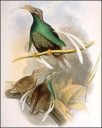 Wallace's Standard wing Bird of Paradise, Semioptera