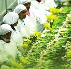 produtos alimentares. Para todas as demais indústrias de base agrícola acompanhadas espera-se redução do faturamento.