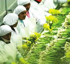 PIB do Agronegócio Brasil MARÇO/2017 Na indústria açucareira, o aumento de preços, de 5,9% na comparação entre os três primeiros meses de 2017 e o mesmo período de 2016, foi responsável por sustentar