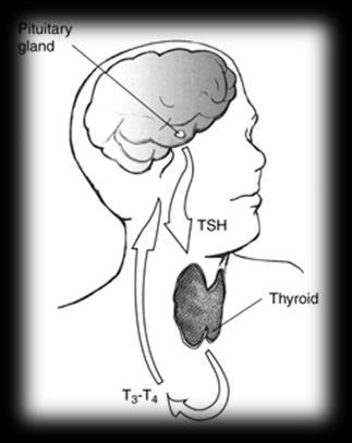 2. Alterações nos testes de função tiroideia 2.