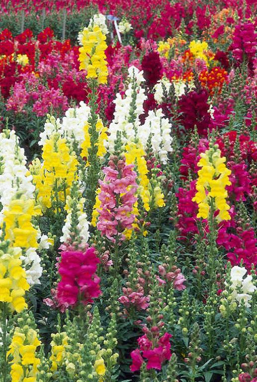 Genes de Boca-de-Dragão (Antirrhinum majus)