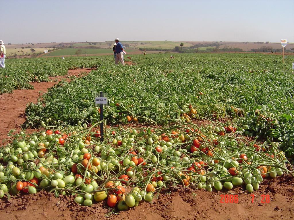 5/0/00 Características Importantes no Melhoramento do Tomateiro Vegetativa