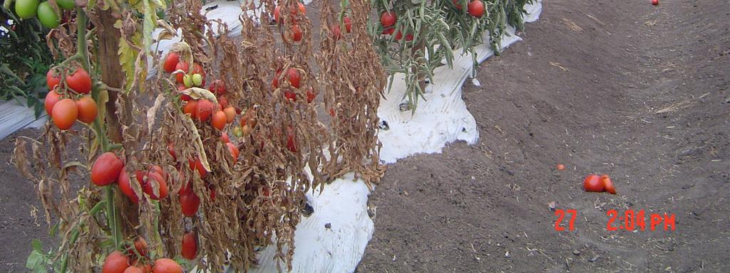 os frutos duram em média 4 dias a mais Della