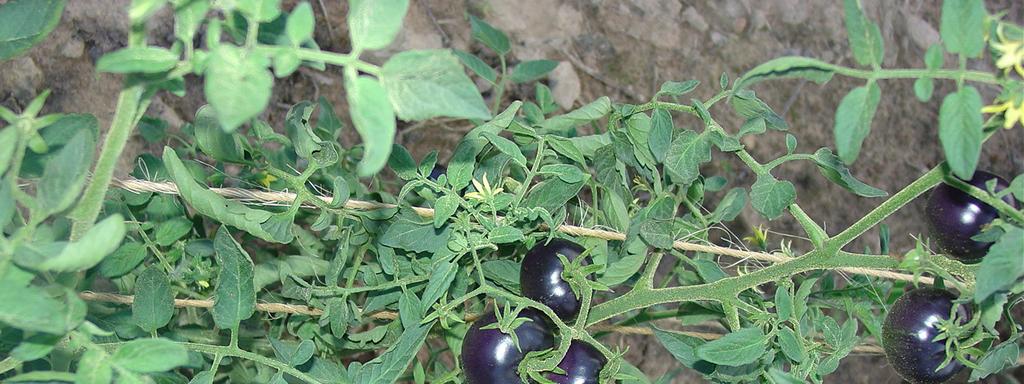 au Helicoverpa armigera (Broca-dos-Frutos) Acúmulo de