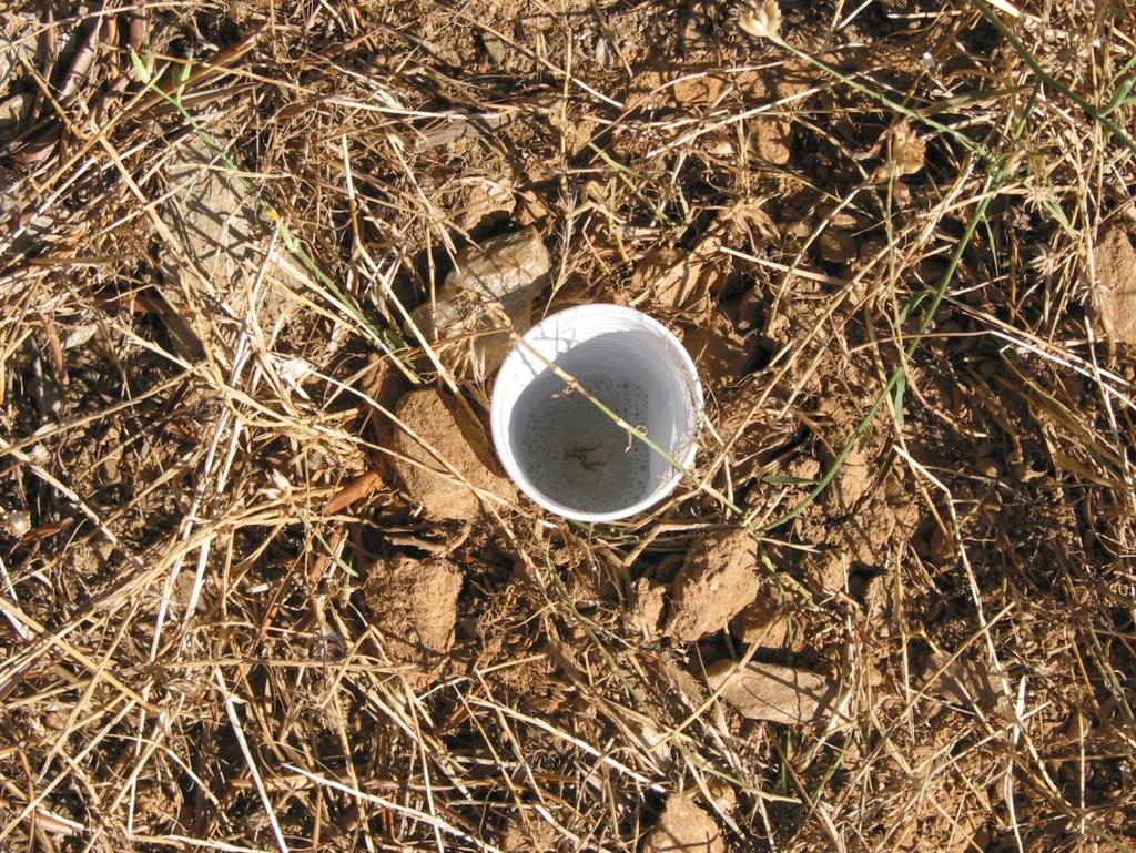 a. Artropodofauna i) Armadilhas de queda.