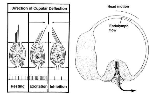 24 abrigam em sua base a crista, estrutura capaz de perceber o deslocamento da endolinfa durante os movimentos de rotação da cabeça (Mezzalira, Bittar, & Albertino, 2014).