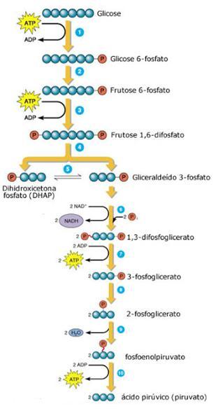1. Introdução Figura 3- Mecanismo da glicólise, adaptado de (Tortora et al., 2012).