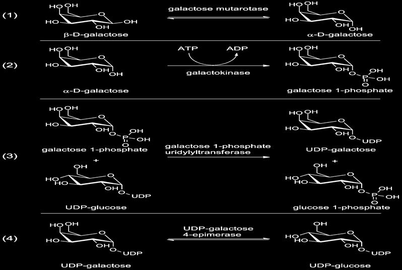 1. Introdução Figura 7- Catabolismo da galactose pela via de Leloir, adaptado de (Holden et al., 2003).. Ao utilizar o soro do queijo como substrato e as espécies de levedura Kluyveromyces sp.
