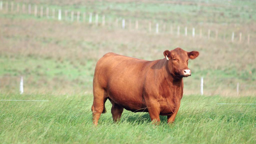 NOVILHAS ANGUS PUROS DE PEDIGREE LOTE TAT NASC ANIMAL DADOS GENEALÓGICOS 102 916 17/08/2015 BASCA QUERÊNCIA BRILLIANCE 916 PAI: SAV BRILLIANCE 8077 MAE: PAINEIRAS ZORZAL 5001 AVÔ MATERNO: SAV