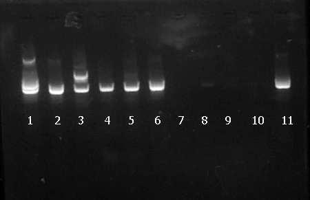 28 Figura 1: Resultado da M-PCR para a detecção do DNA do BoHV-5 em gel de agarose a 2% de amostras da Universidade de Brasília.