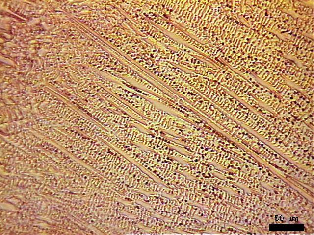 )LJXUD Microscopia ótica nas estruturas dendríticas radiais formadas no limiar da