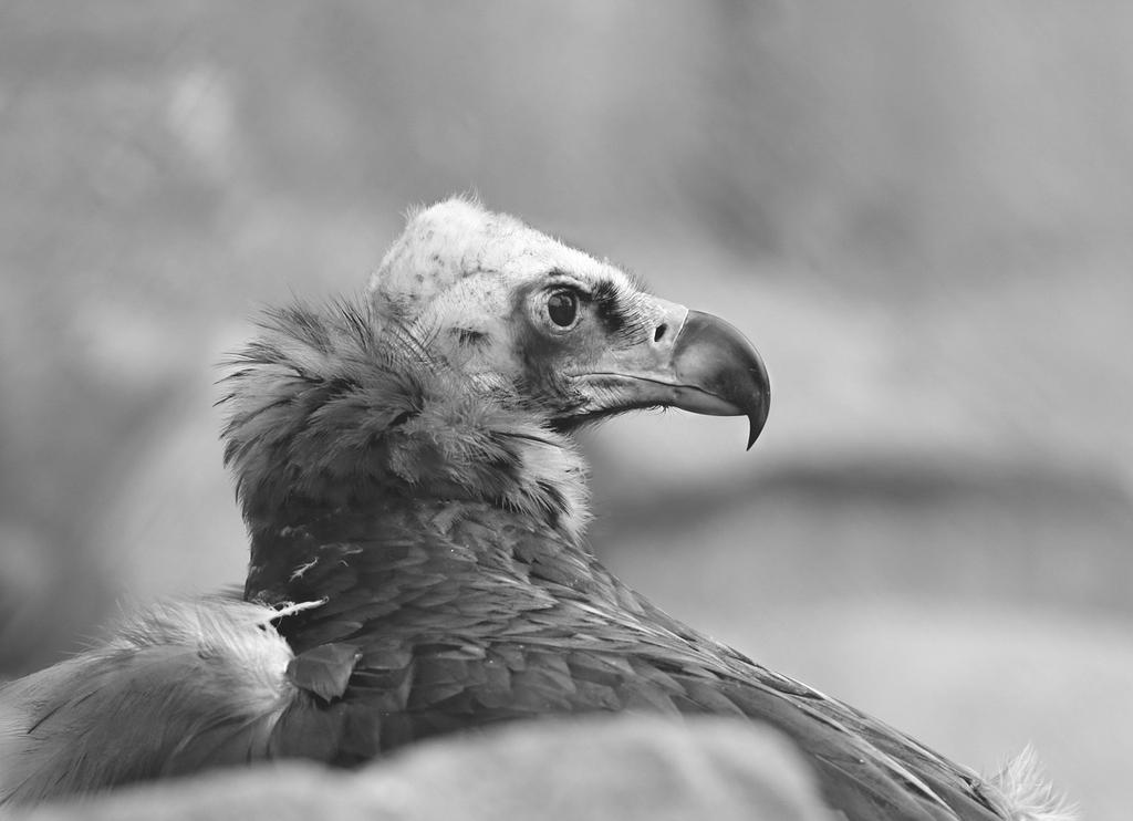 A M Á R E P U T A Ç Ã O D O S A B U T R E S Os abutres têm uma reputação negativa que não é merecida. No topo da cadeia alimentar, os abutres são a verdadeira equipa de limpeza da Natureza.